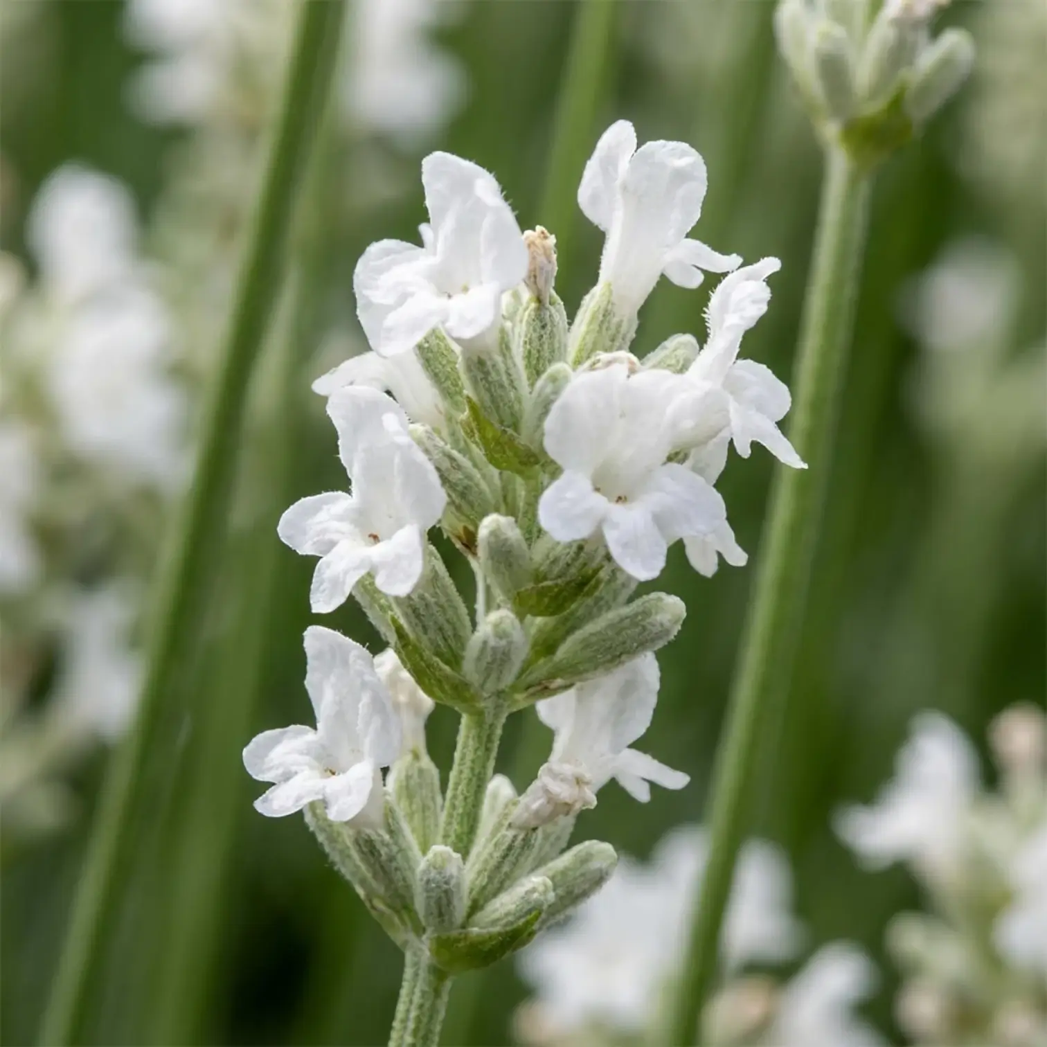 Lavandula angustifolia 'Edelweiss' plant detail.