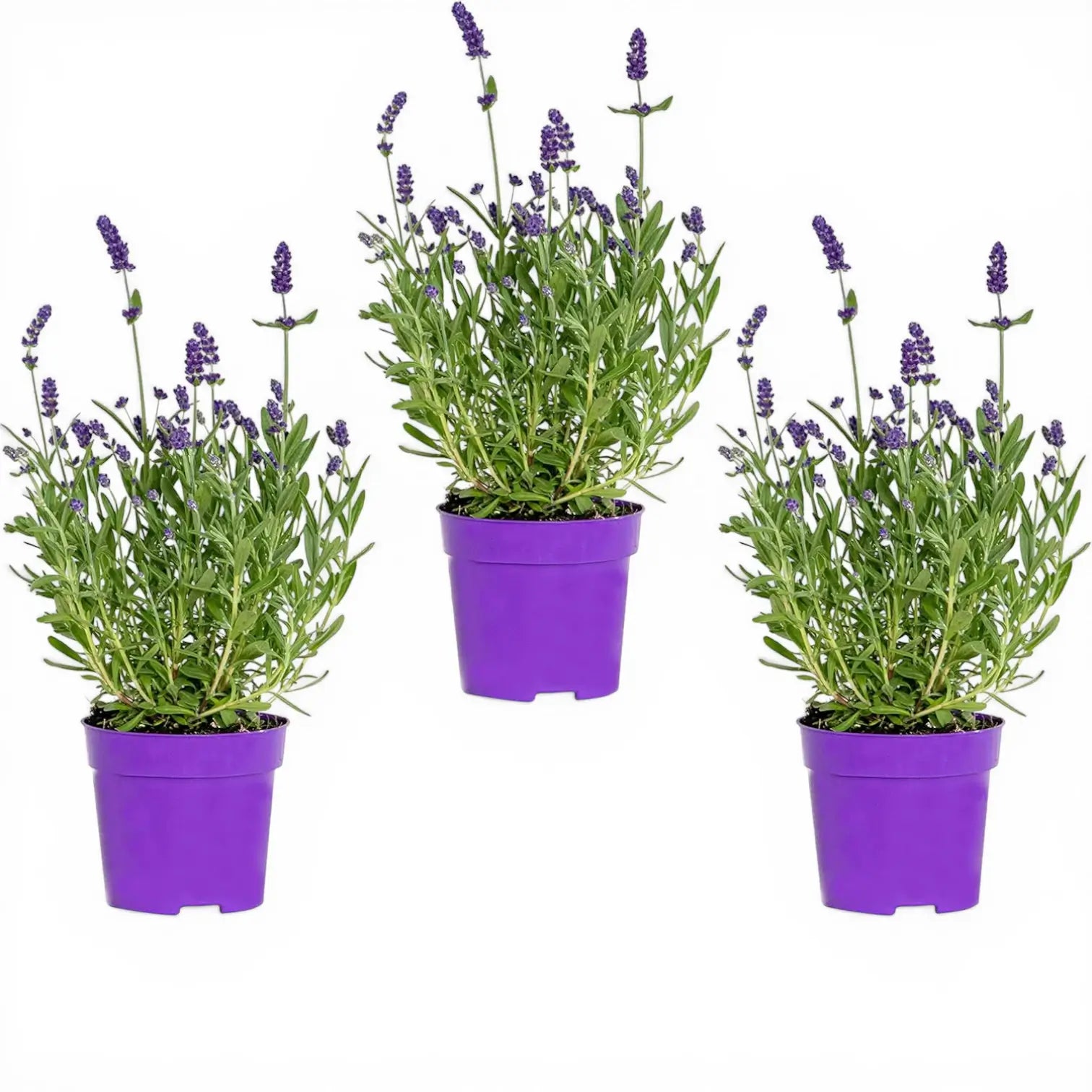 Lavandula angustifolia 'Felice' detail shot.