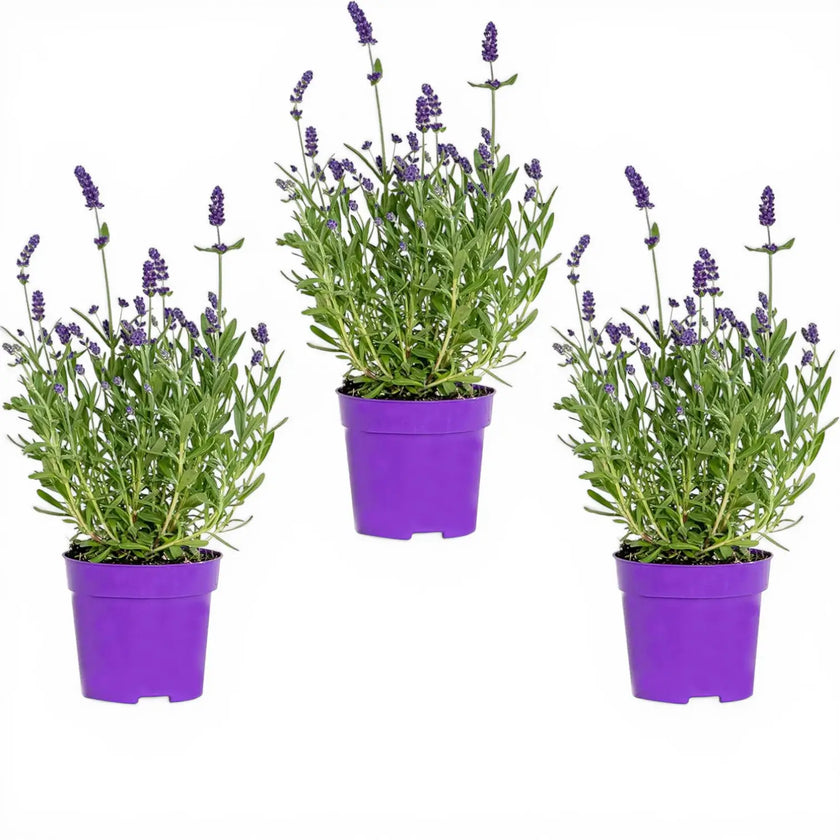 Lavandula angustifolia 'Felice' detail shot.