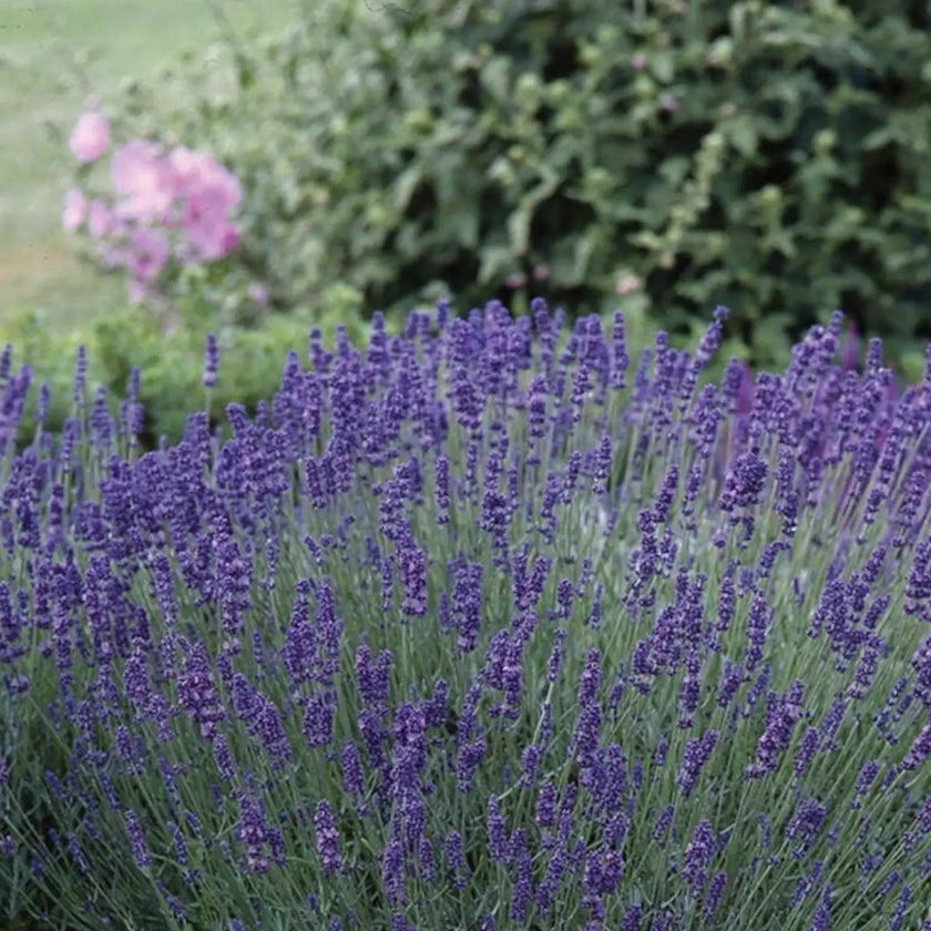Lavandula angustifolia 'Felice' close-up detail.