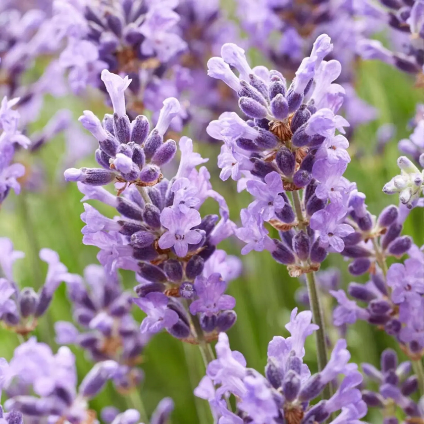 Lavandula angustifolia 'Hidcote' detail shot.