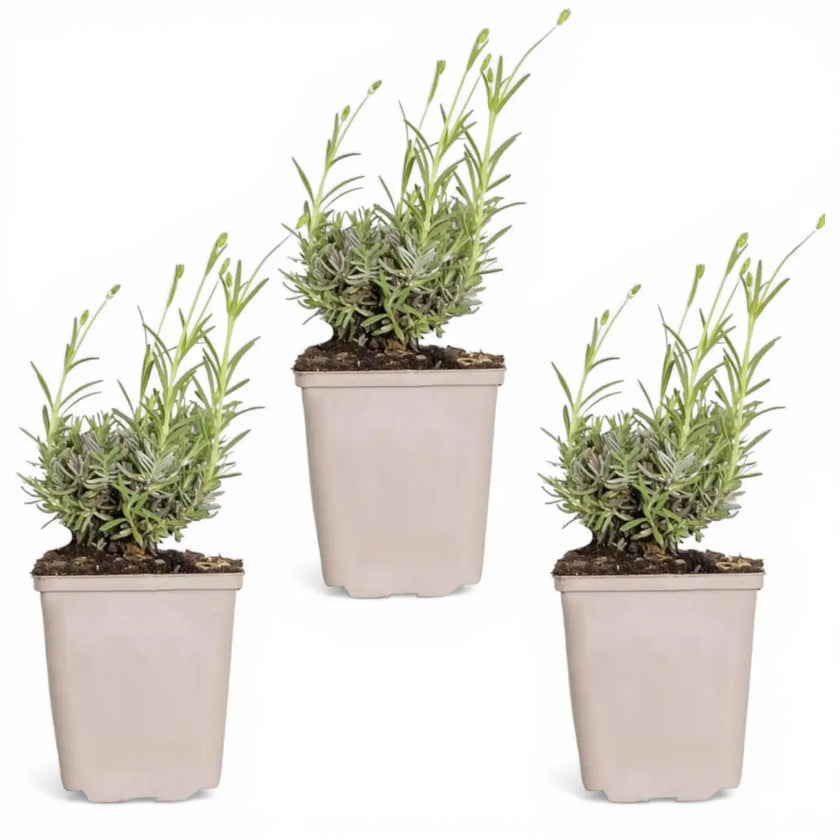 Lavandula angustifolia 'Hidcote' plant detail.