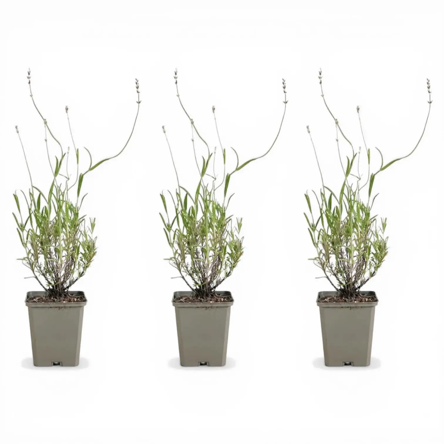 Lavandula angustifolia 'Munstead' detail shot.