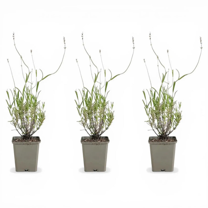 Lavandula angustifolia 'Munstead' detail shot.