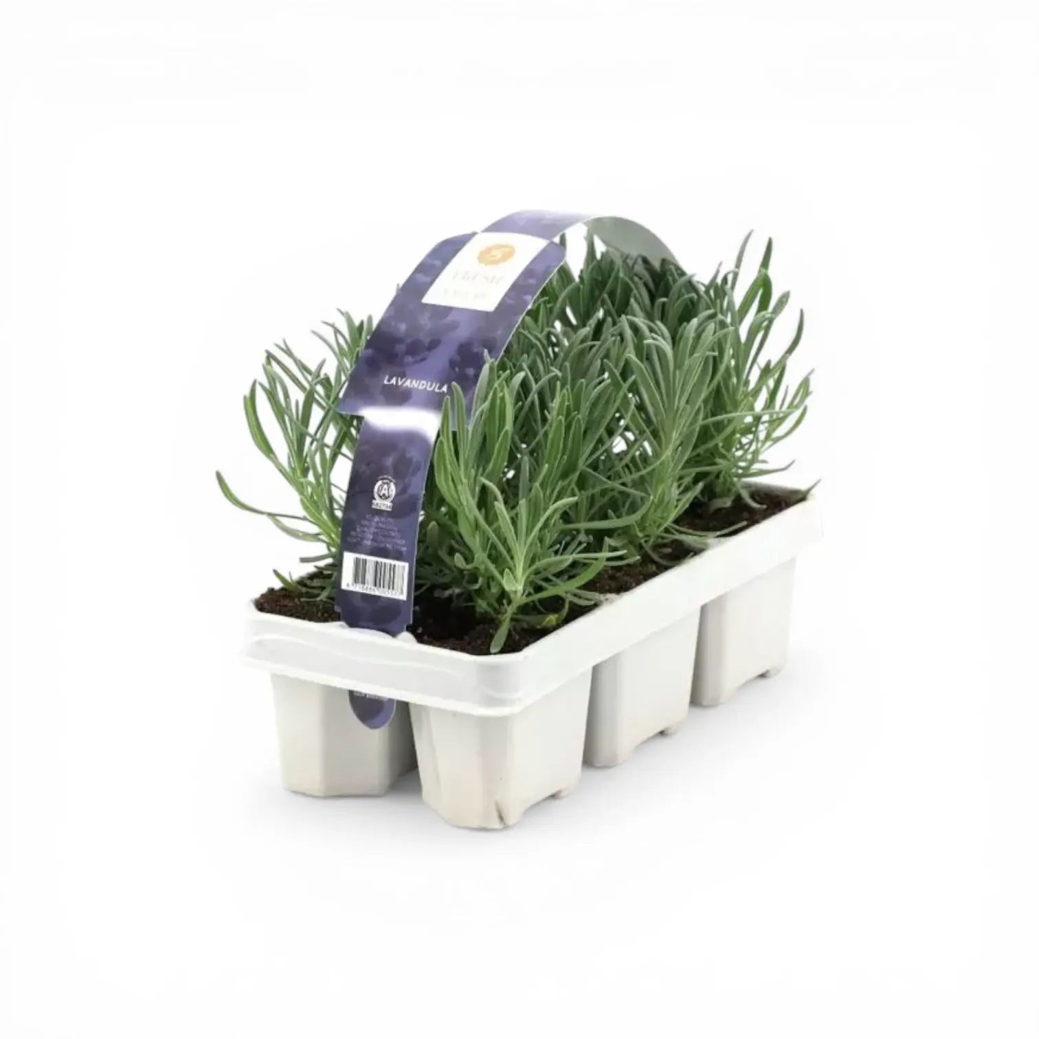 Lavandula angustifolia (white form) plant detail.