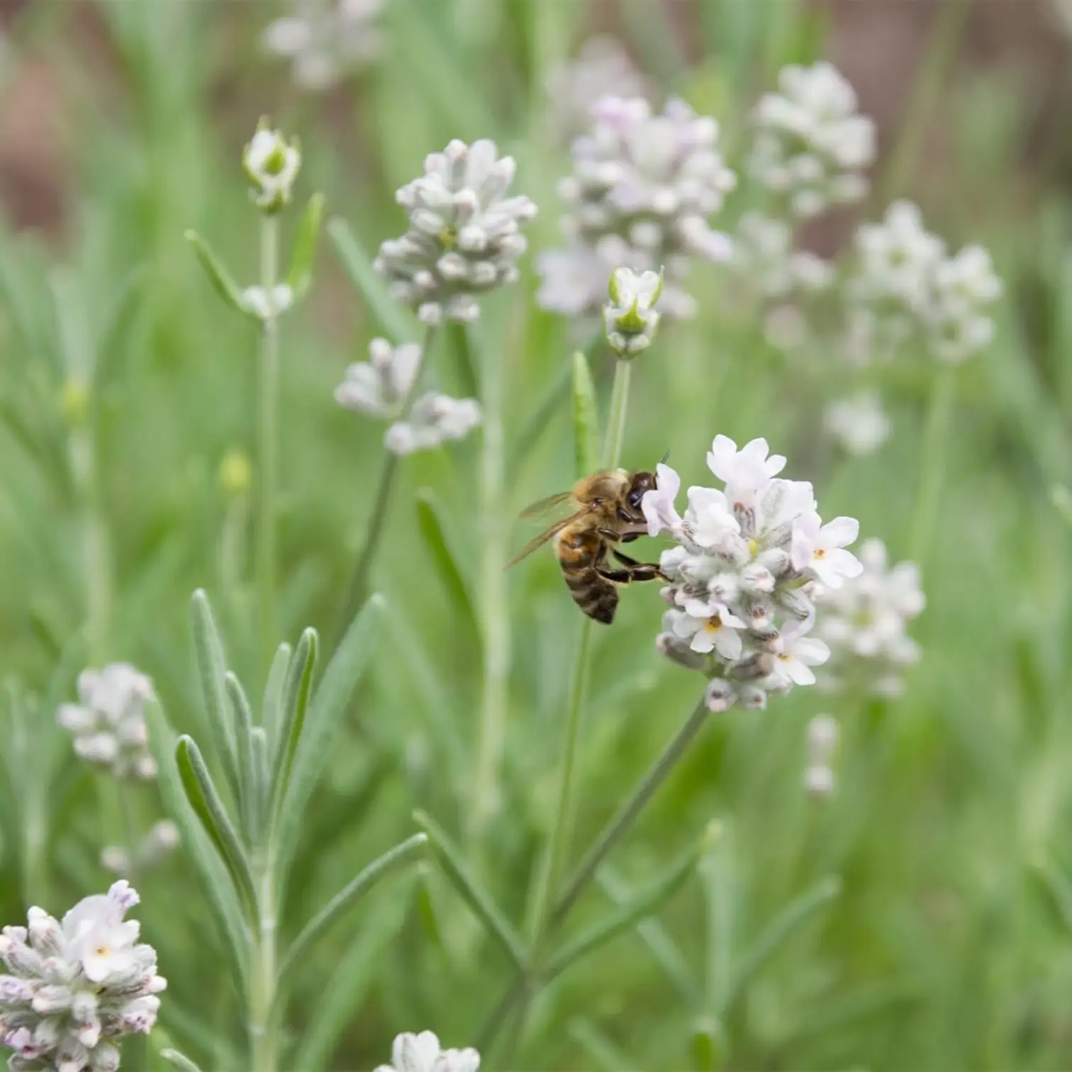 Lavandula angustifolia (white form) plant detail.
