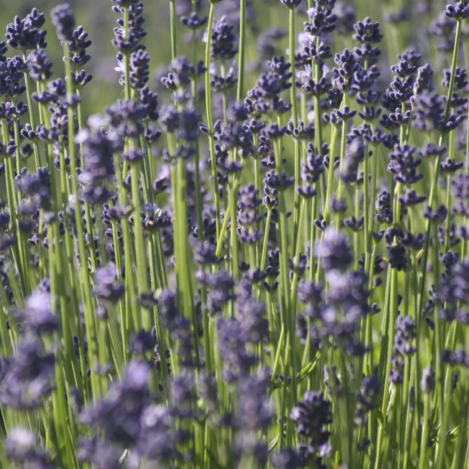 Lavandula angustifolia – Detailaufnahme der Pflanze.