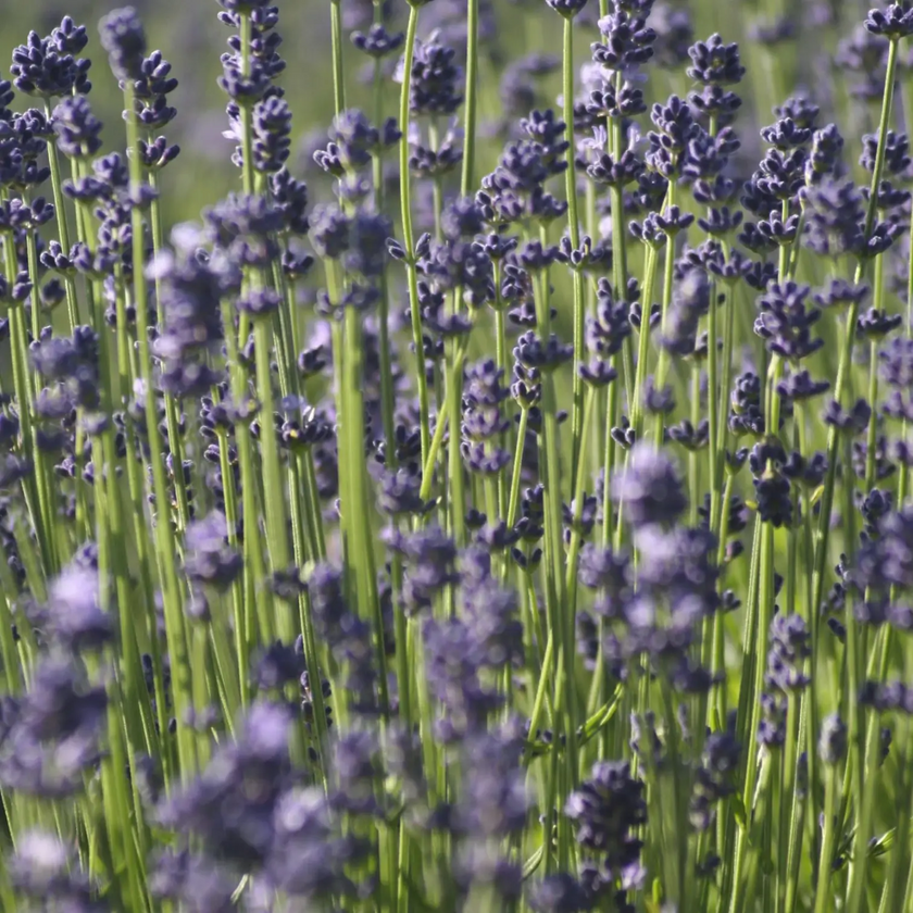 Lavandula angustifolia plant detail.