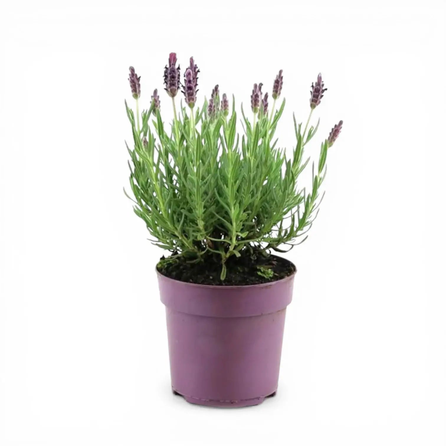 Lavandula stoechas 'Anouk' close-up detail.