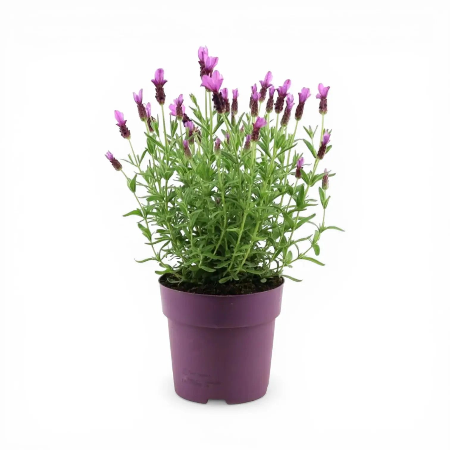 Lavandula stoechas 'Anouk' detail shot.