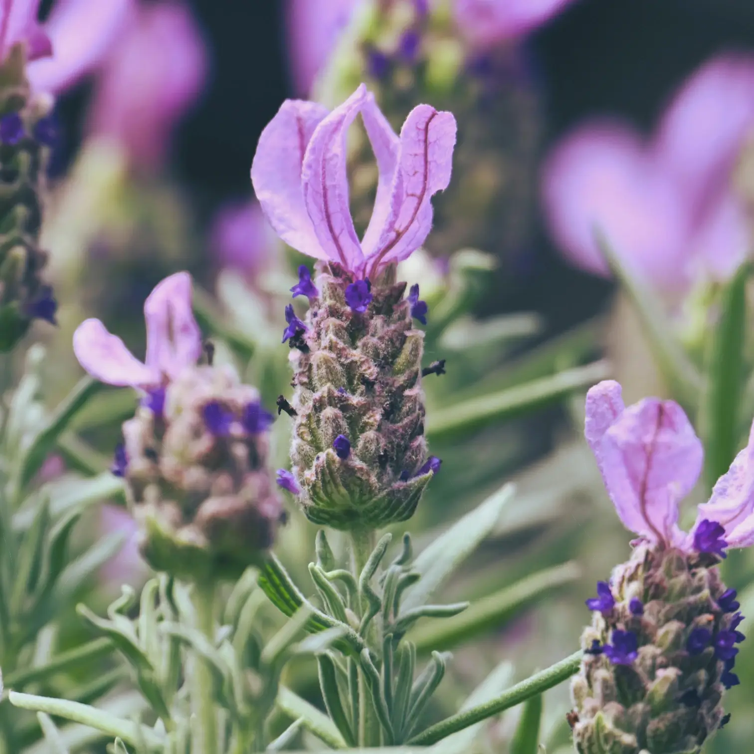 Lavandula stoechas 'Anouk' close-up detail.