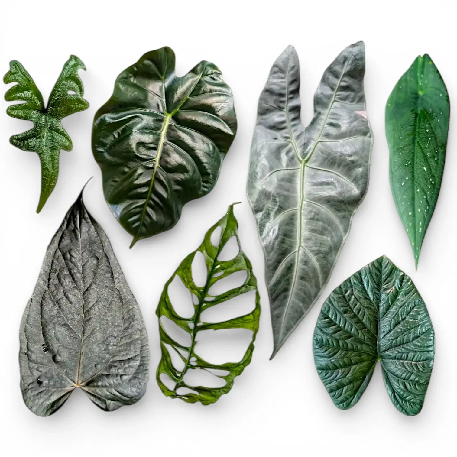 Leaves of various tropical plants: Anthurium, Monstera, Caladium, Alocasia on white background