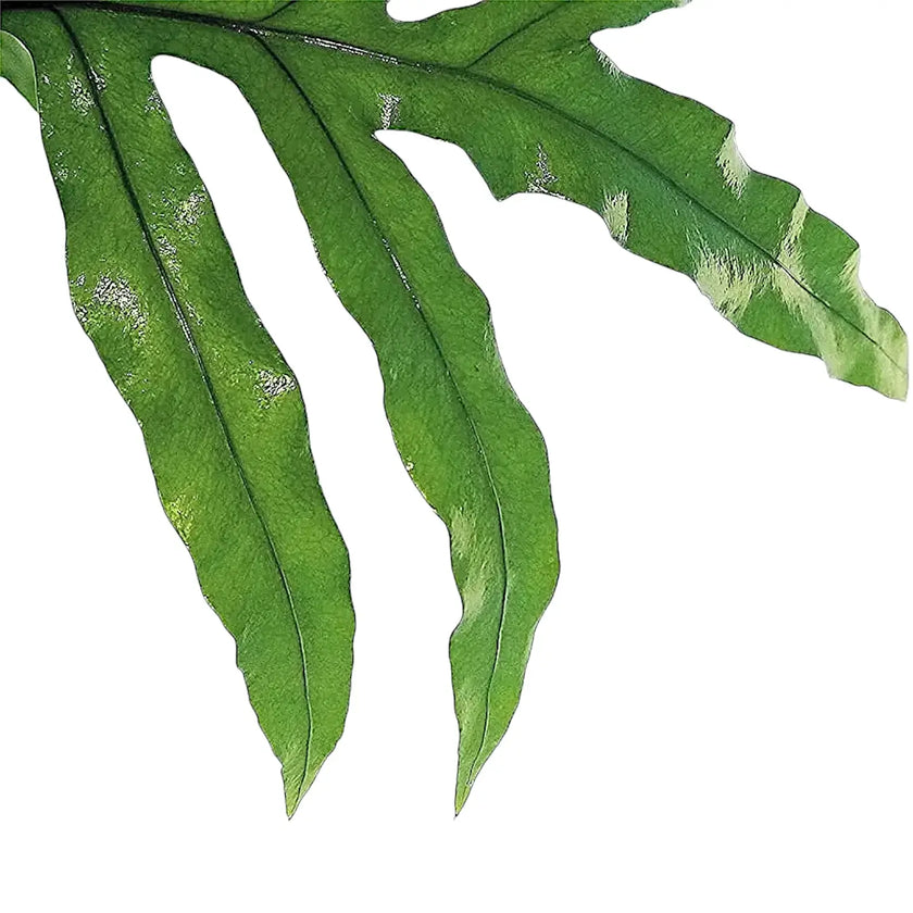 Lecanopteris pustulata close-up of leaf on white background.