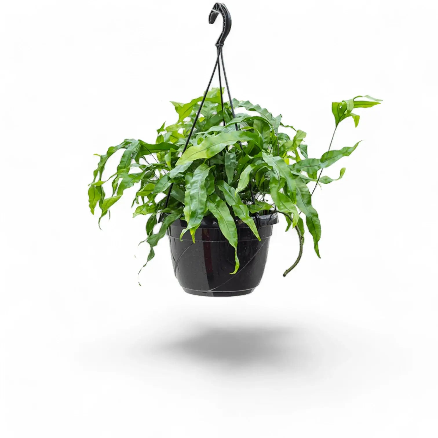 Lecanopteris pustulata potted plant in nursery pot on white background.