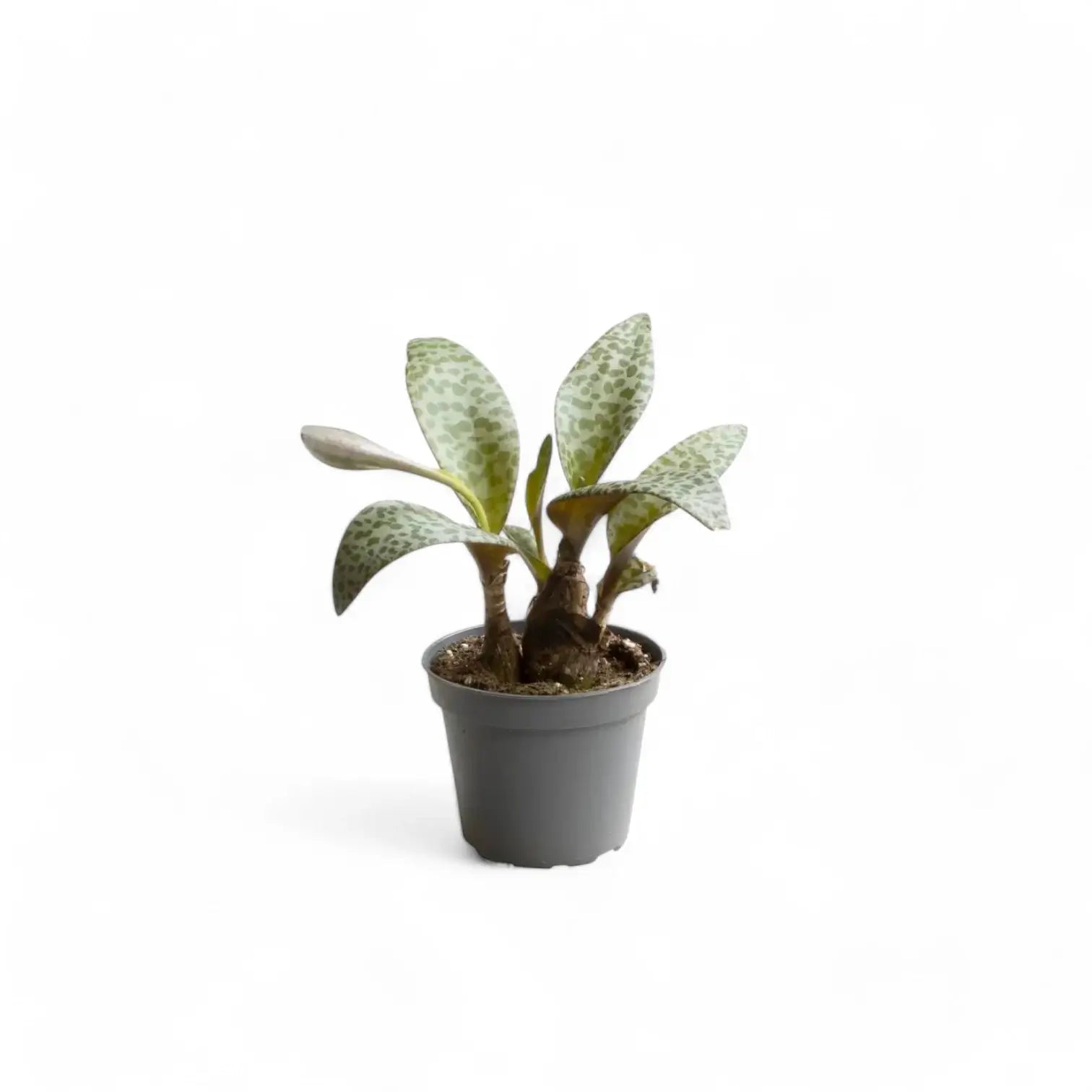 Ledebouria socialis potted plant in nursery pot on white background.