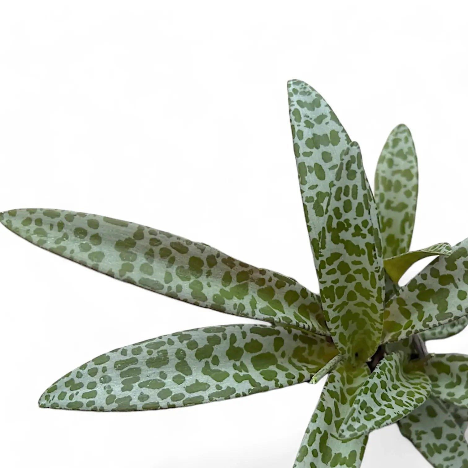 Ledebouria socialis potted plant in nursery pot on white background.