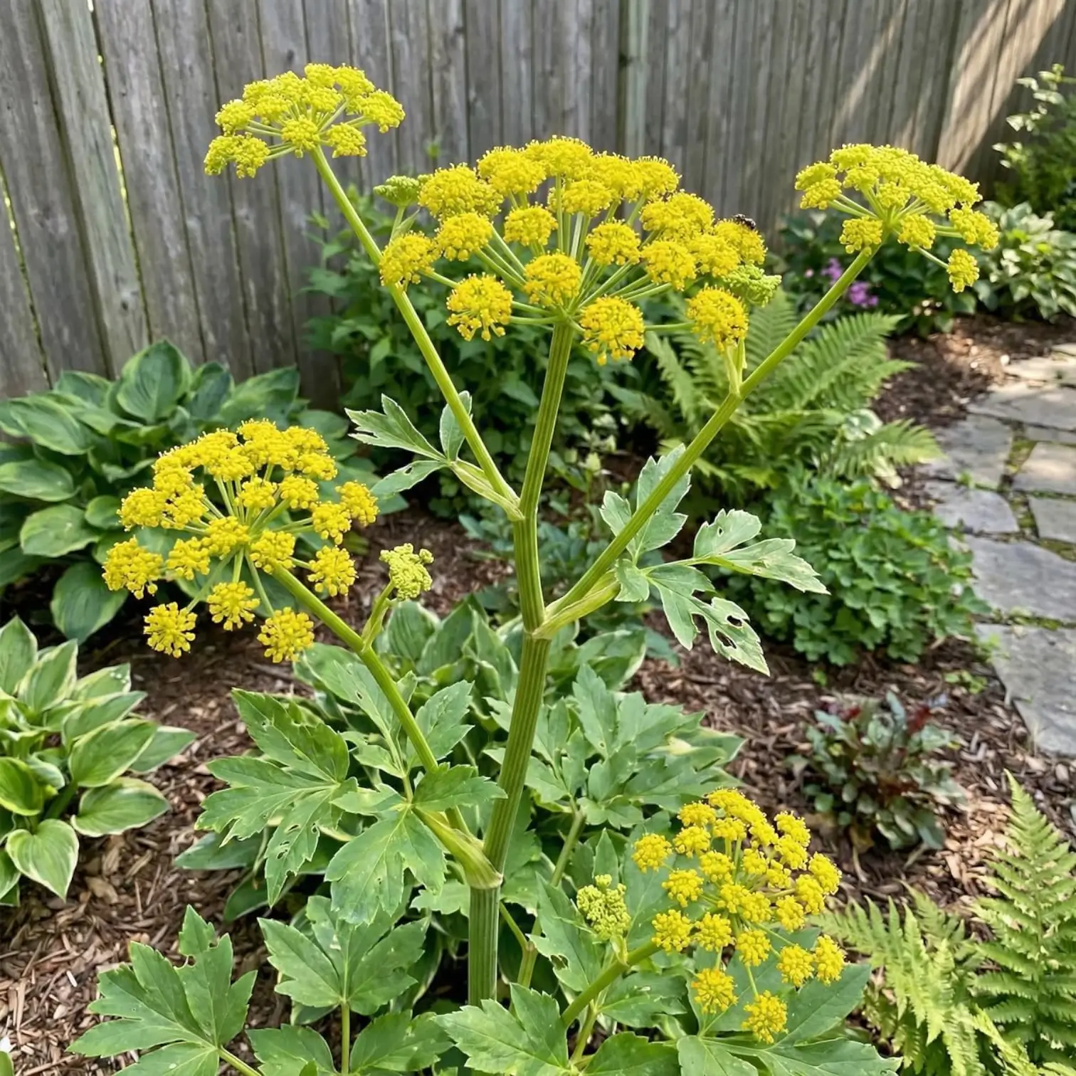 Levisticum officinale – Nahaufnahme.