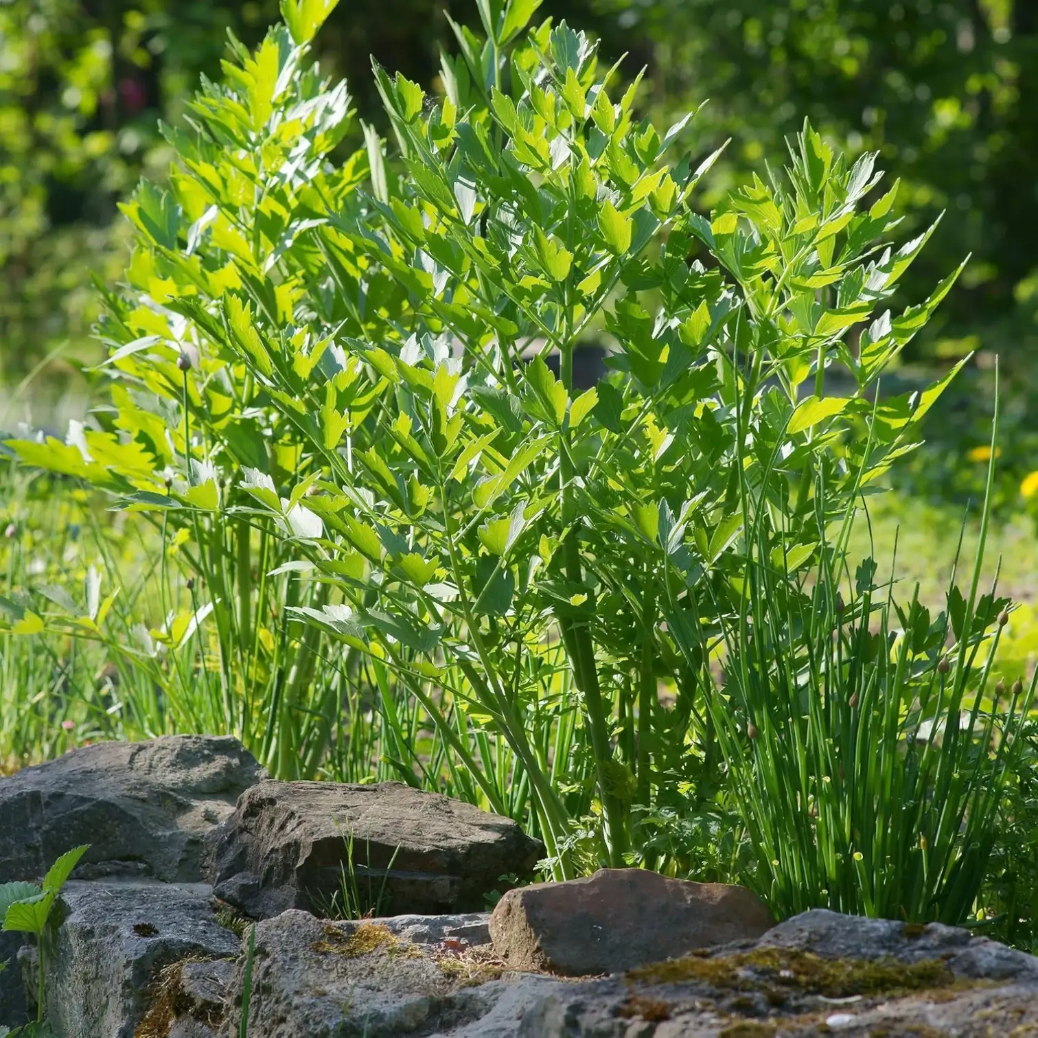 Levisticum officinale – Detailaufnahme.