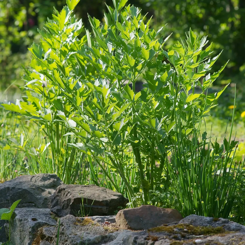 Levisticum officinale detail shot.