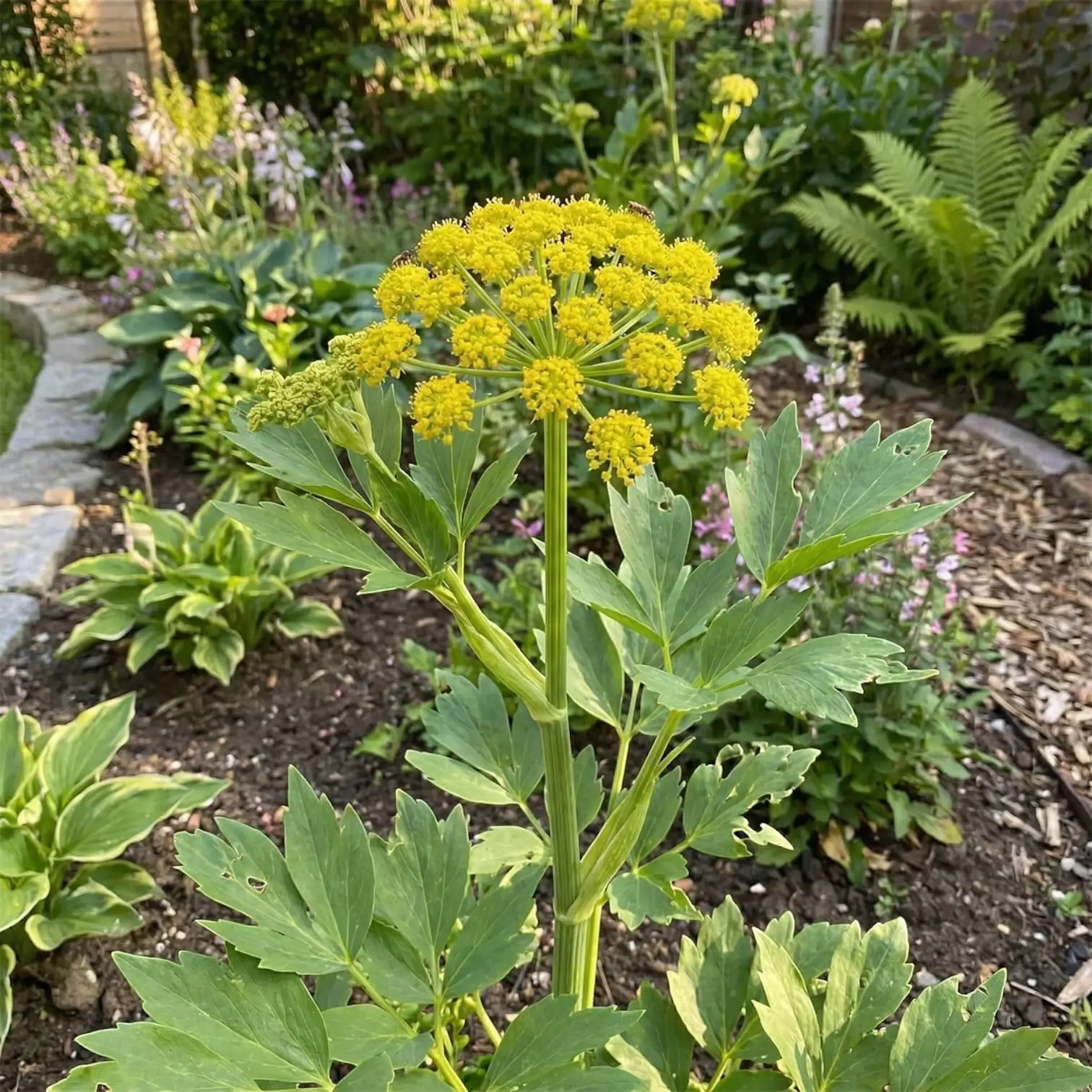 Levisticum officinale – Detailaufnahme.