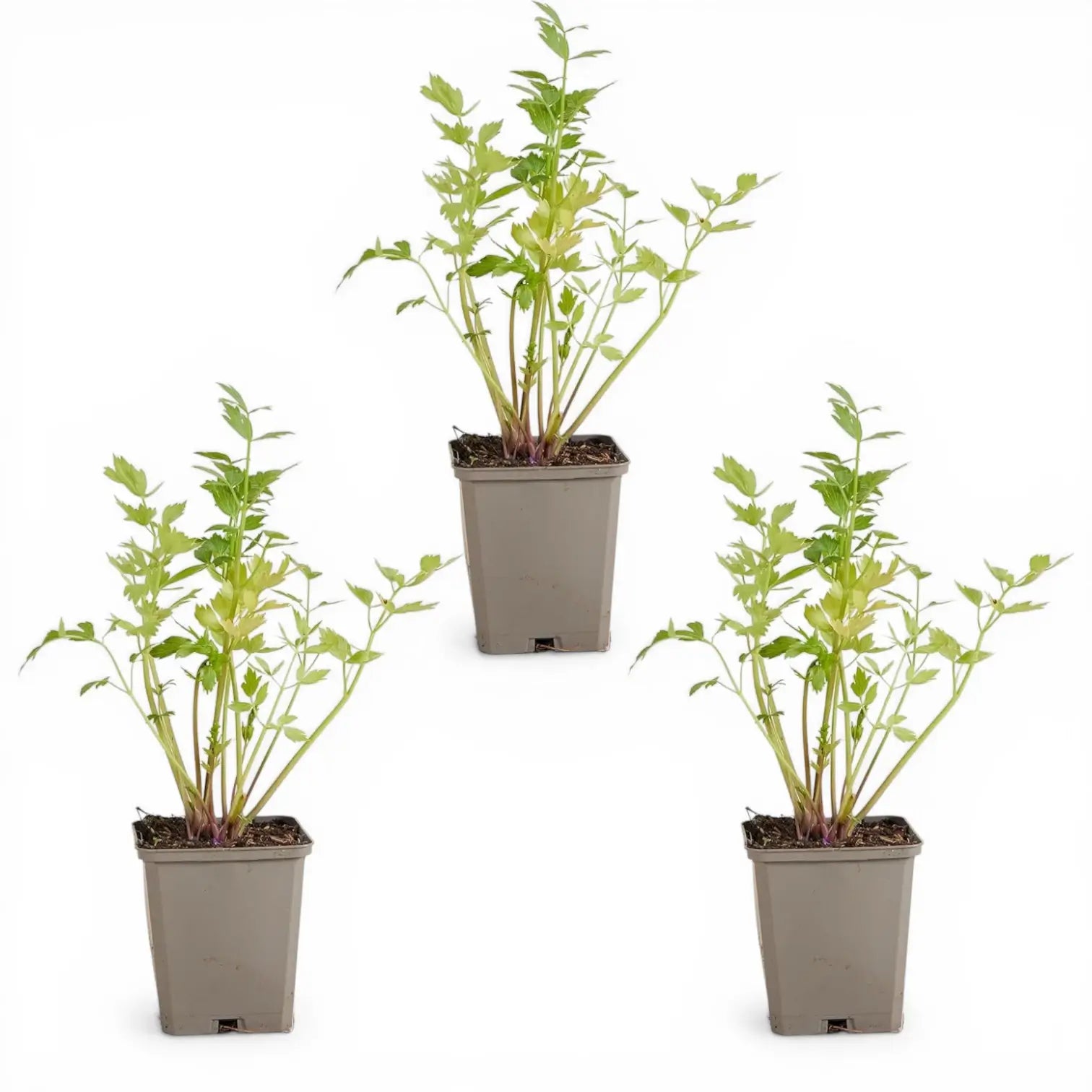 Levisticum officinale – Detailaufnahme der Pflanze.
