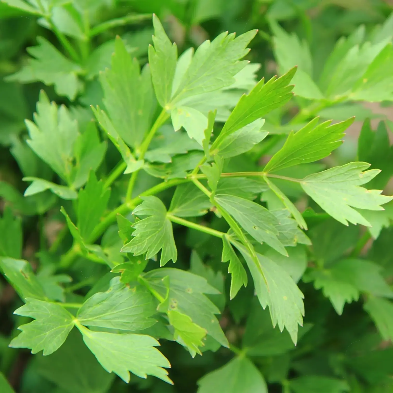Levisticum officinale – Detailaufnahme der Pflanze.