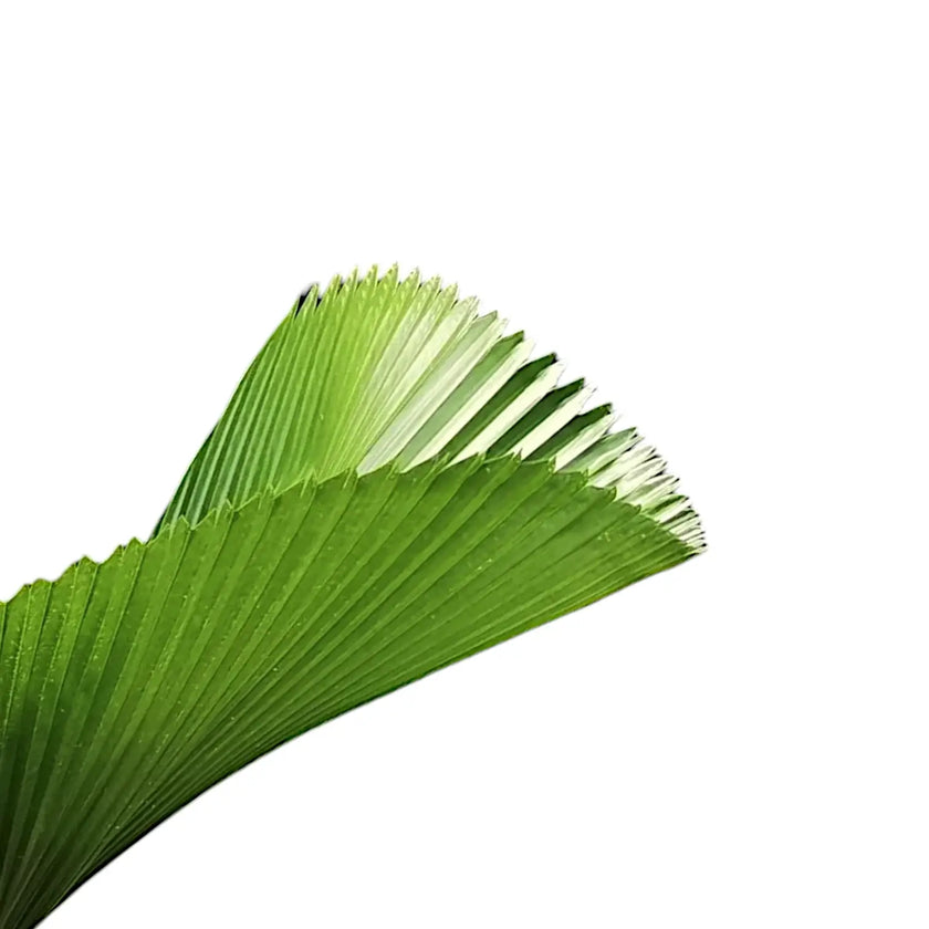 Licuala grandis close-up of leaf on white background.