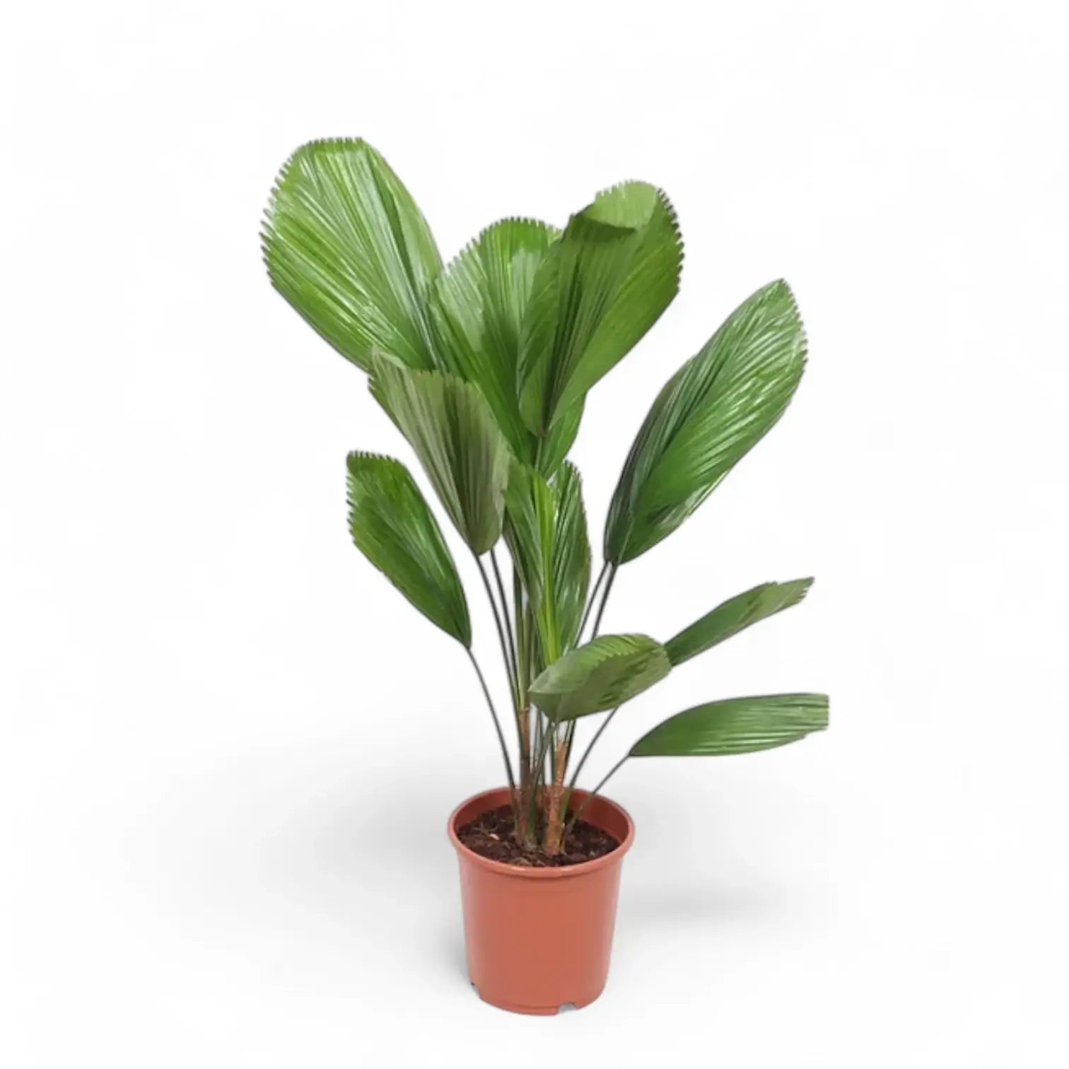 Licuala grandis potted plant in nursery pot on white background.