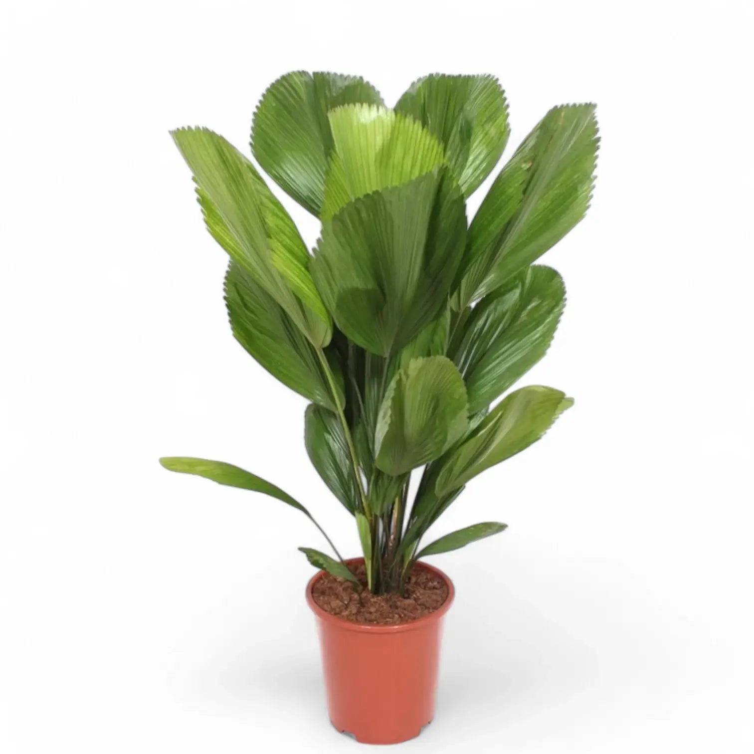 Licuala grandis potted plant in nursery pot on white background.