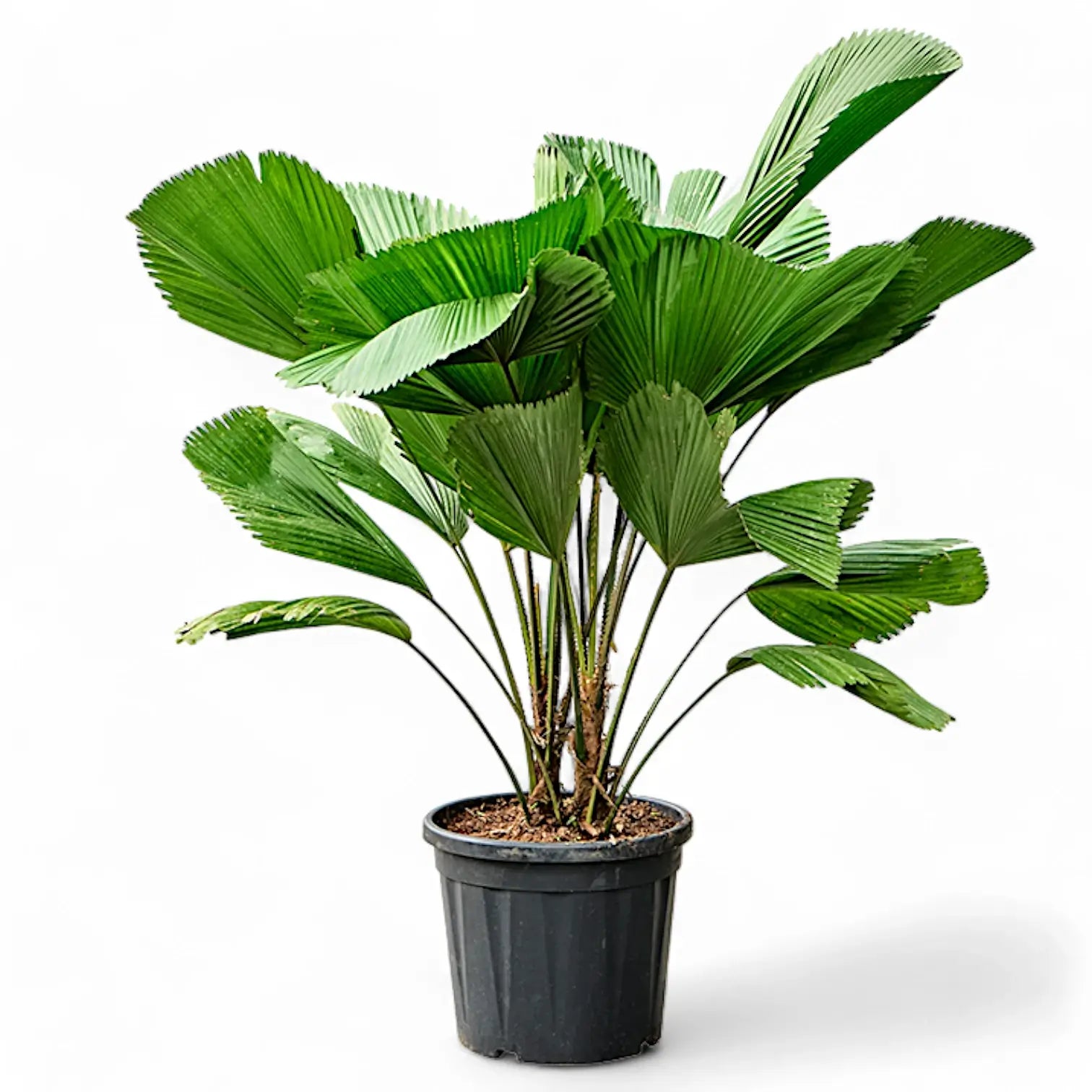 Licuala grandis potted plant in nursery pot on white background.