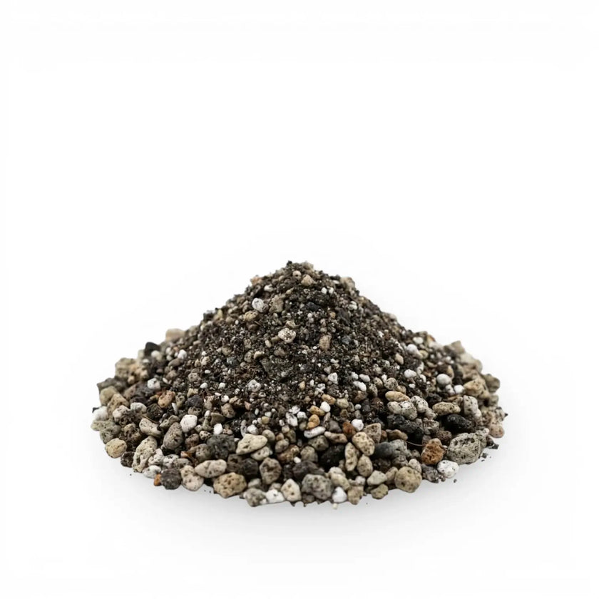 Heap of lithops potting mix on a white background