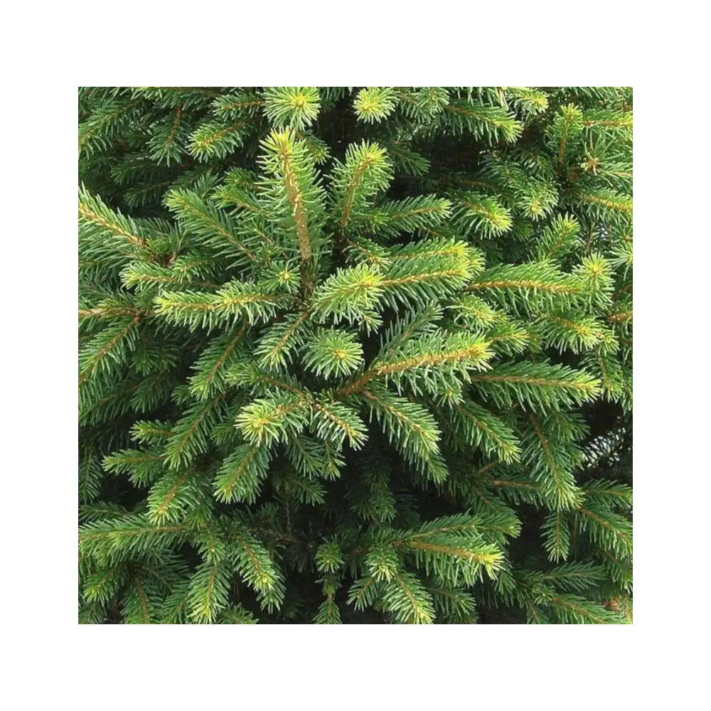 Lebendes Weihnachtsbaum - Picea abies "Will's Zwerg" Hauptproduktfoto vor weißem Hintergrund.