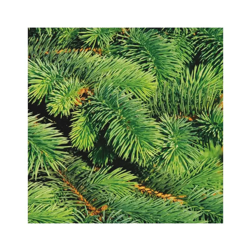 Living Xmas tree - Picea glauca 'Super Green' leaf detail on white background.