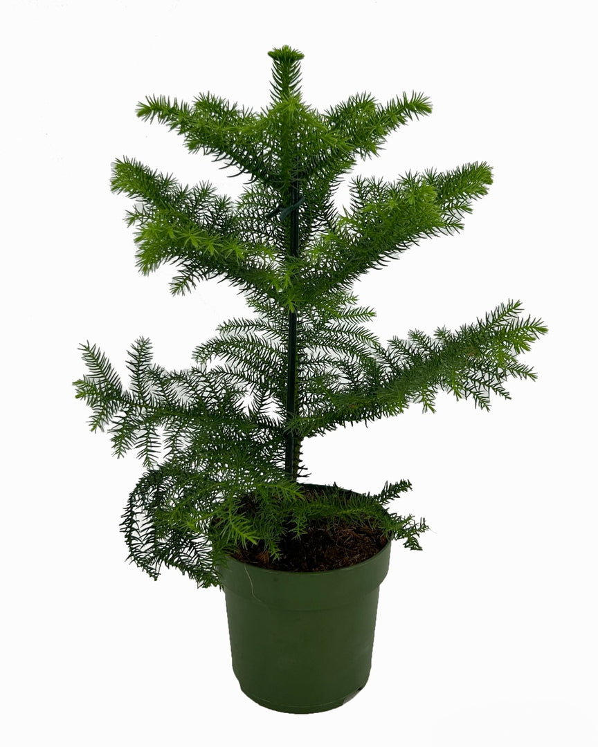 Living Xmas Tree - Pinus Pinea 'Silver Crest' potted plant in nursery pot on white background.
