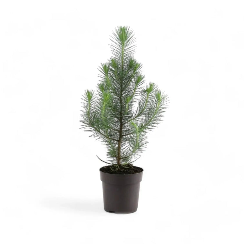 Living Xmas Tree - Pinus Pinea 'Silver Crest' potted plant in nursery pot on white background.