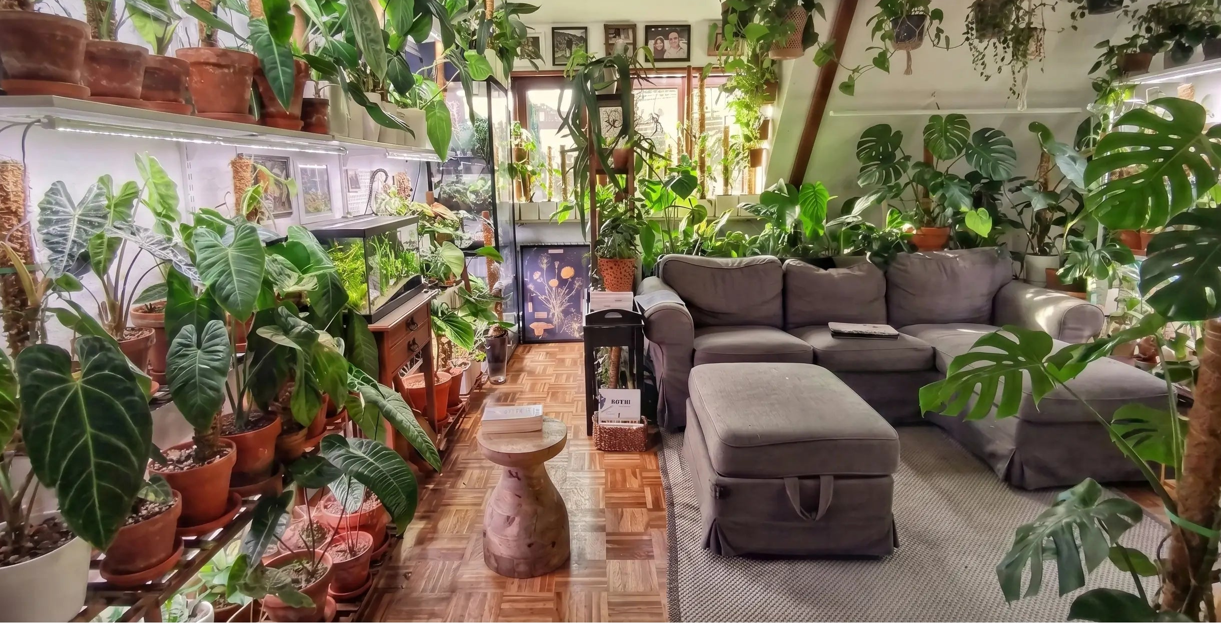 Living room with a large collection of houseplants and a gray sectional sofa.