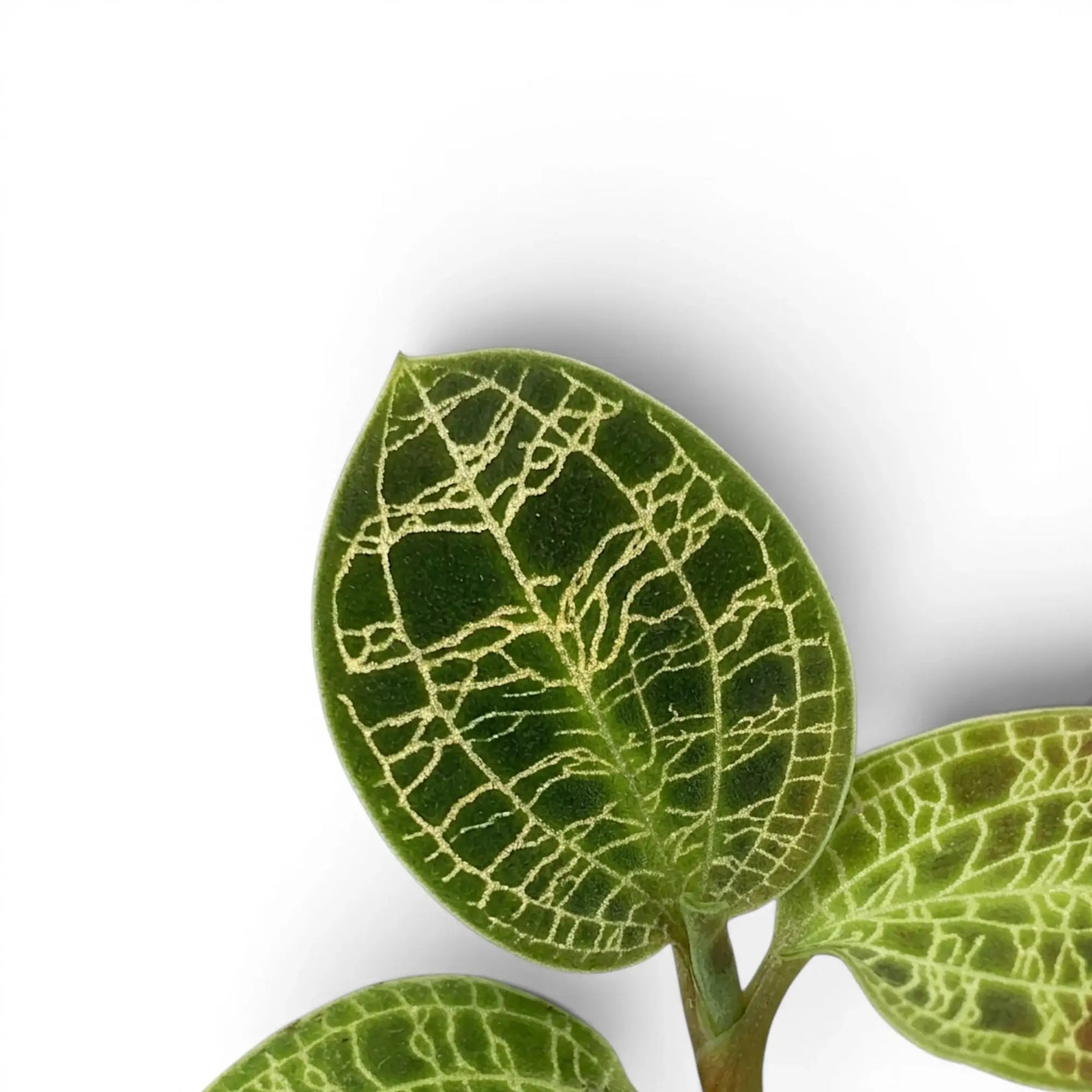 Macodes petola jewel orchid foliage close-up with patterned green leaves and pale veins.