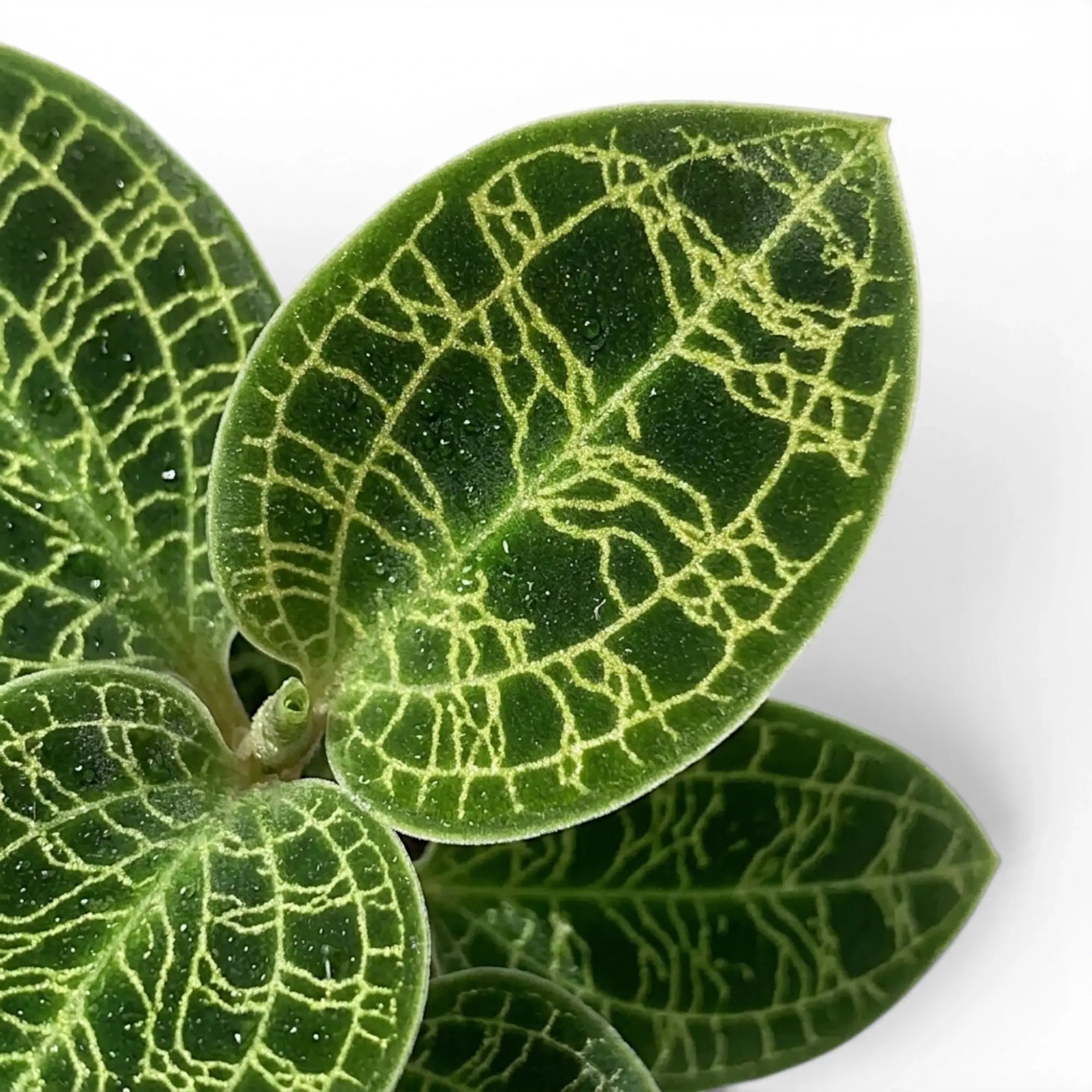 Macodes petola | Jewel Orchid – Foliage Factory