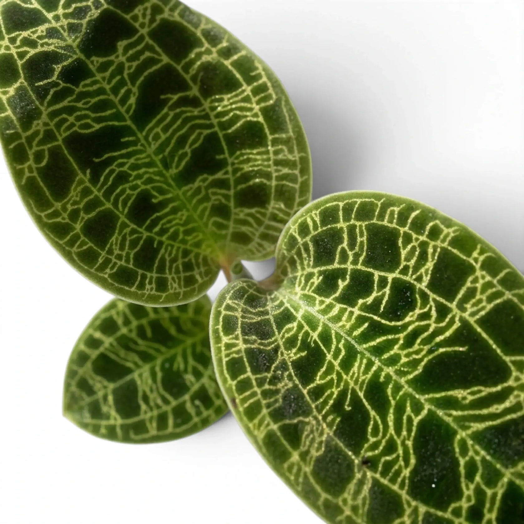 Macodes petola jewel orchid foliage close-up with patterned green leaves and pale veins.