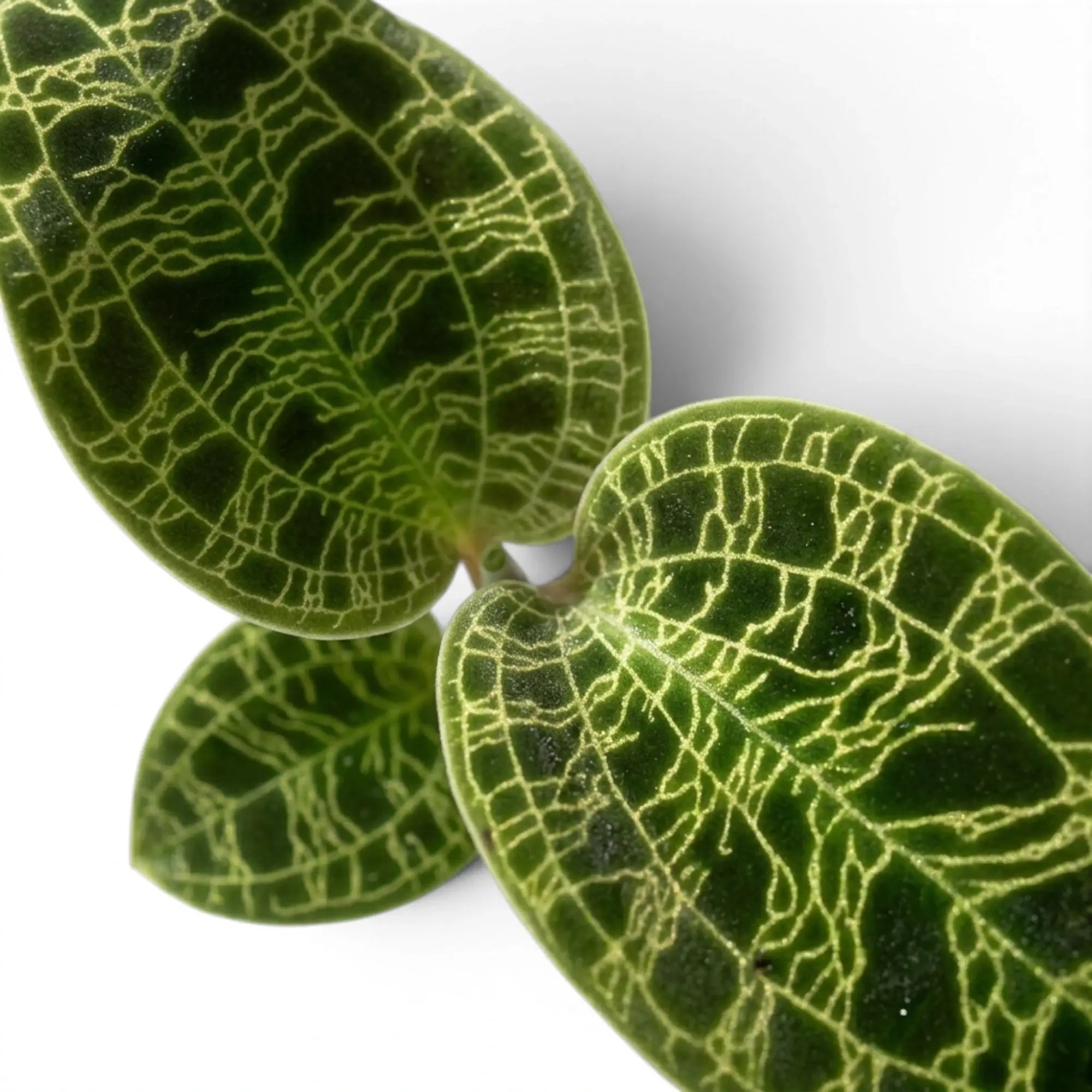 Macodes petola, Juwelorchidee mit gemusterten grünen Blättern und hellen Blattadern in Nahaufnahme.