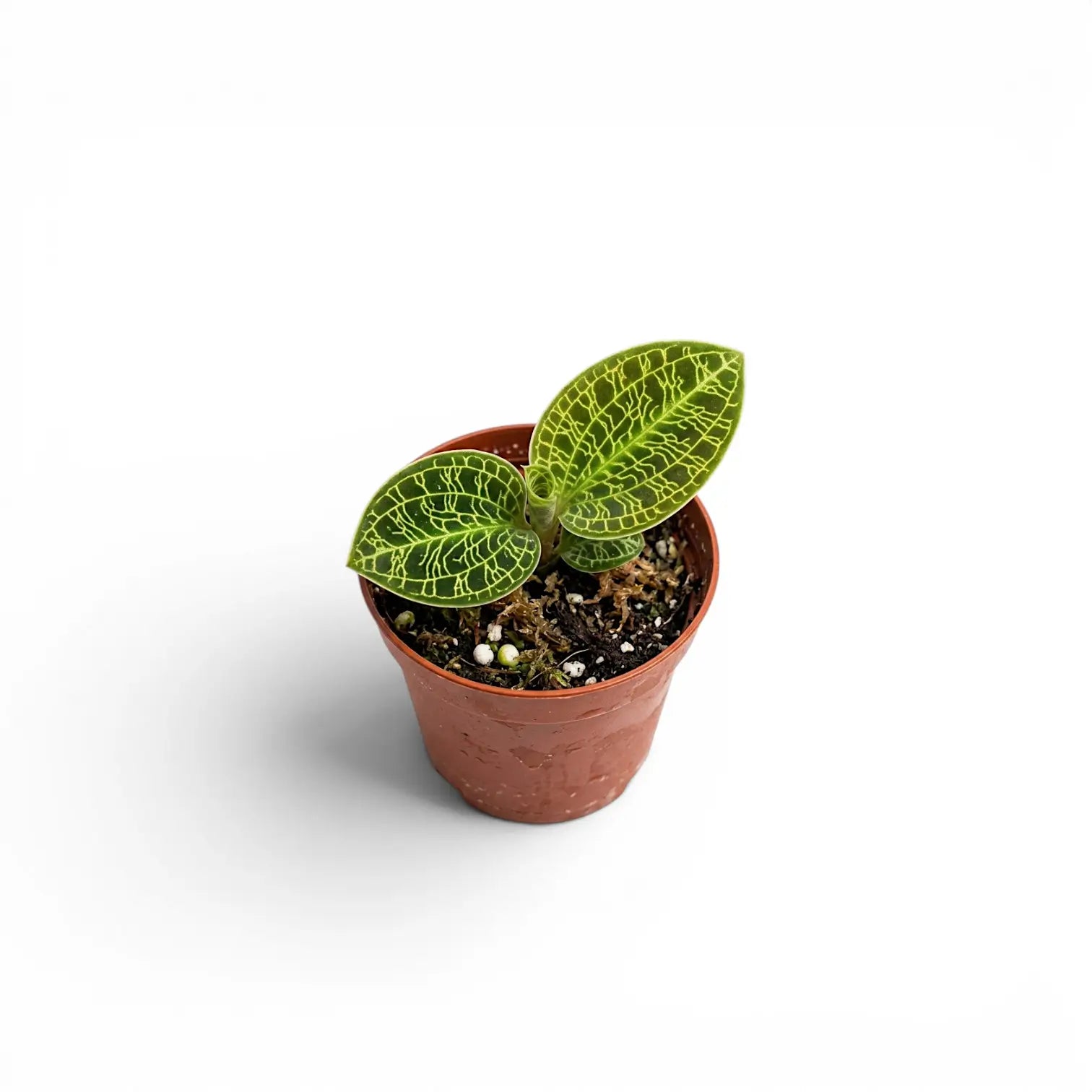 Macodes petola jewel orchid plant in a nursery pot.