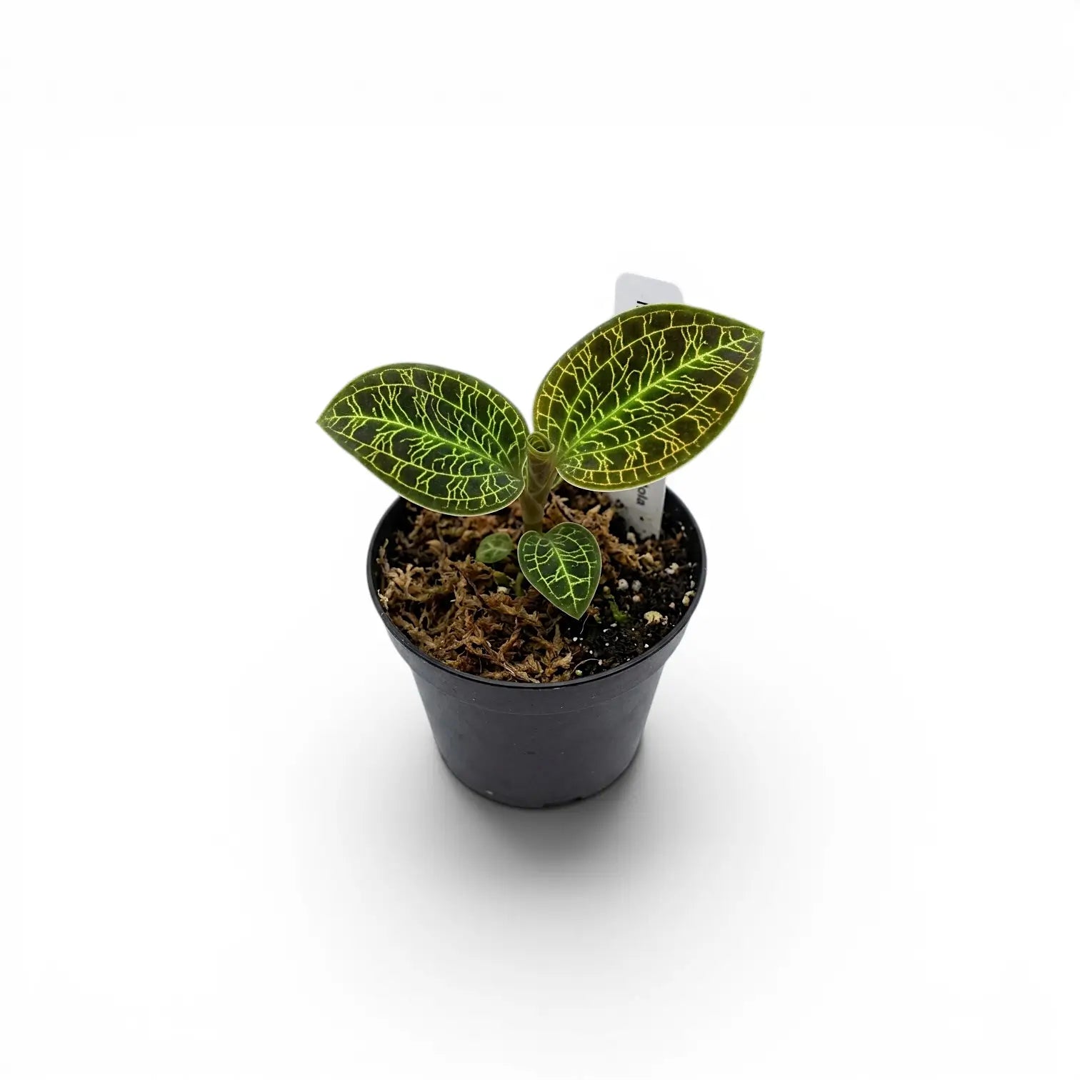 Macodes petola jewel orchid plant in a nursery pot.