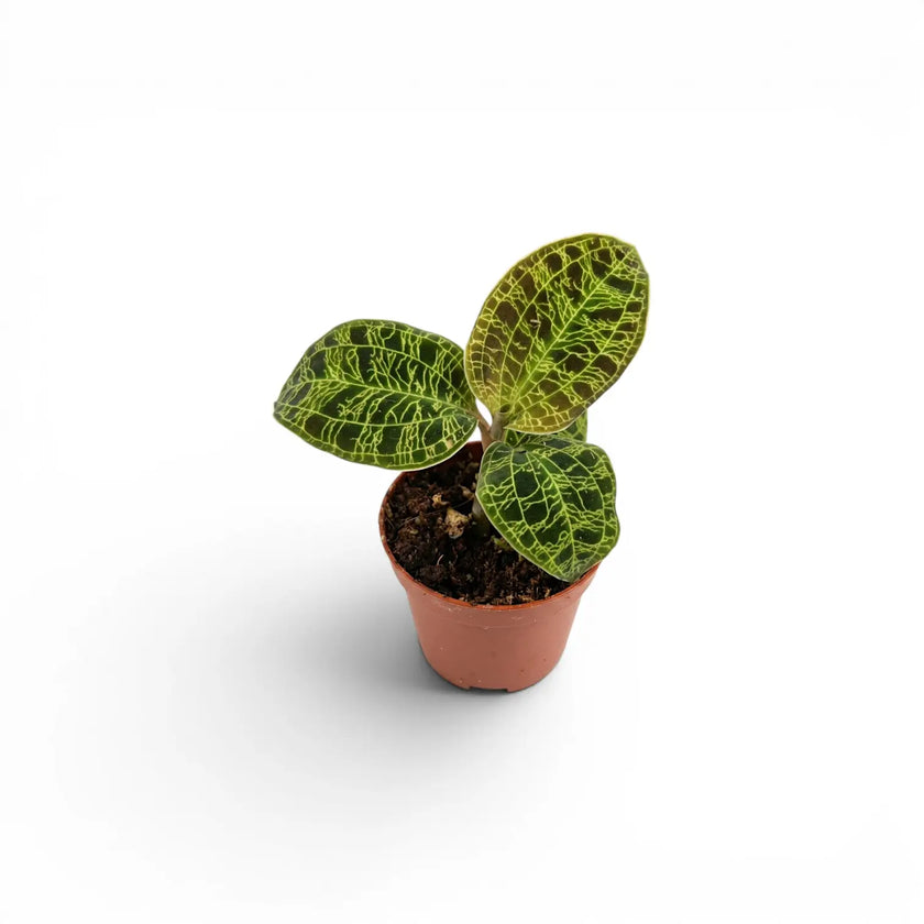 Macodes petola, Juwelorchidee im Kulturtopf.