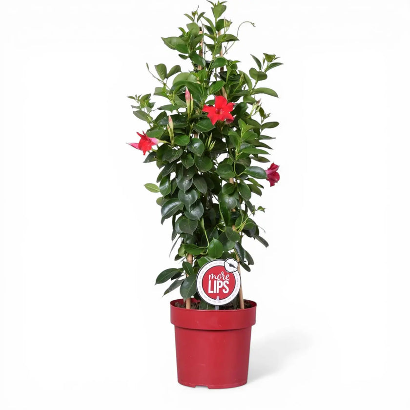 Mandevilla Sundaville® Red close-up detail.