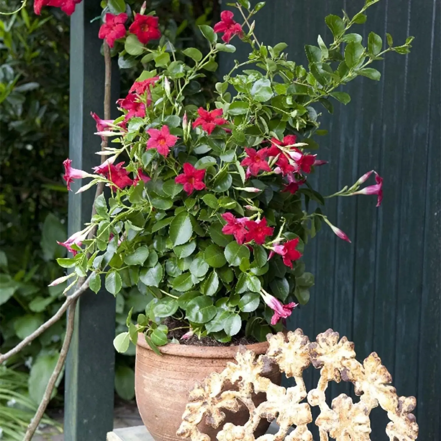 Mandevilla Sundaville® Red – Nahaufnahme.