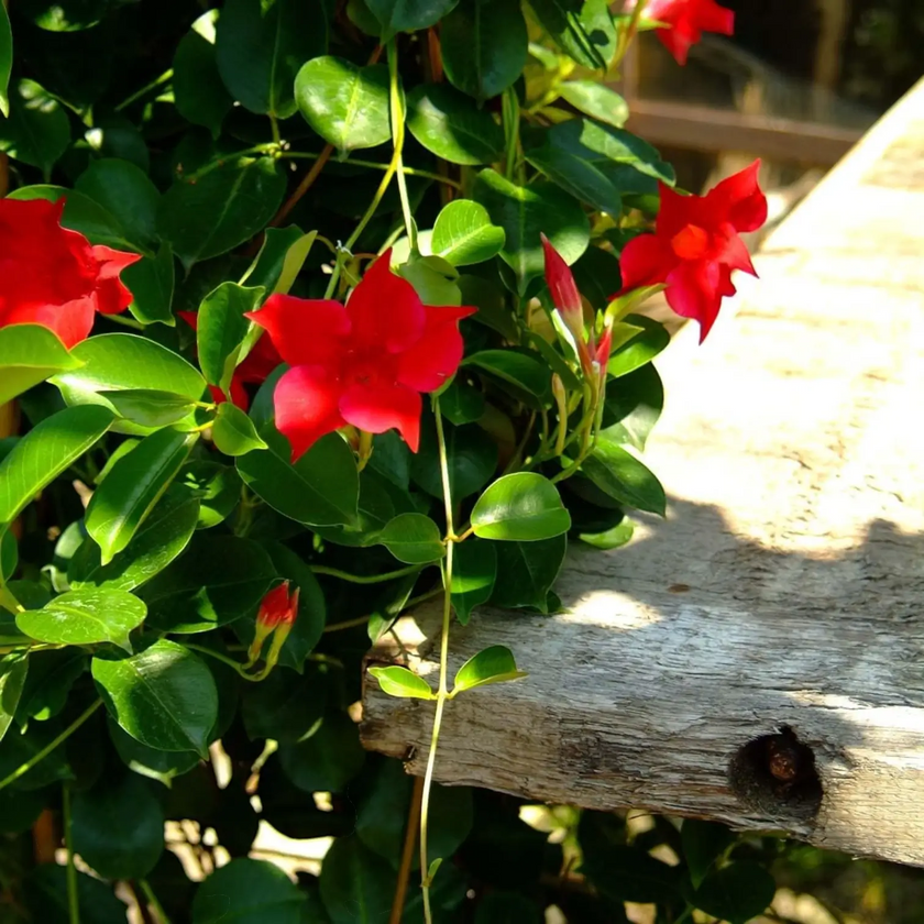 Mandevilla Sundaville® Red close-up detail.