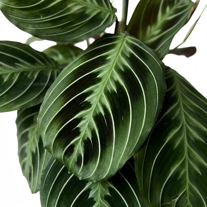 Blattdetail von Maranta ‘Cat Moustache’ mit grün gemusterten Blättern.