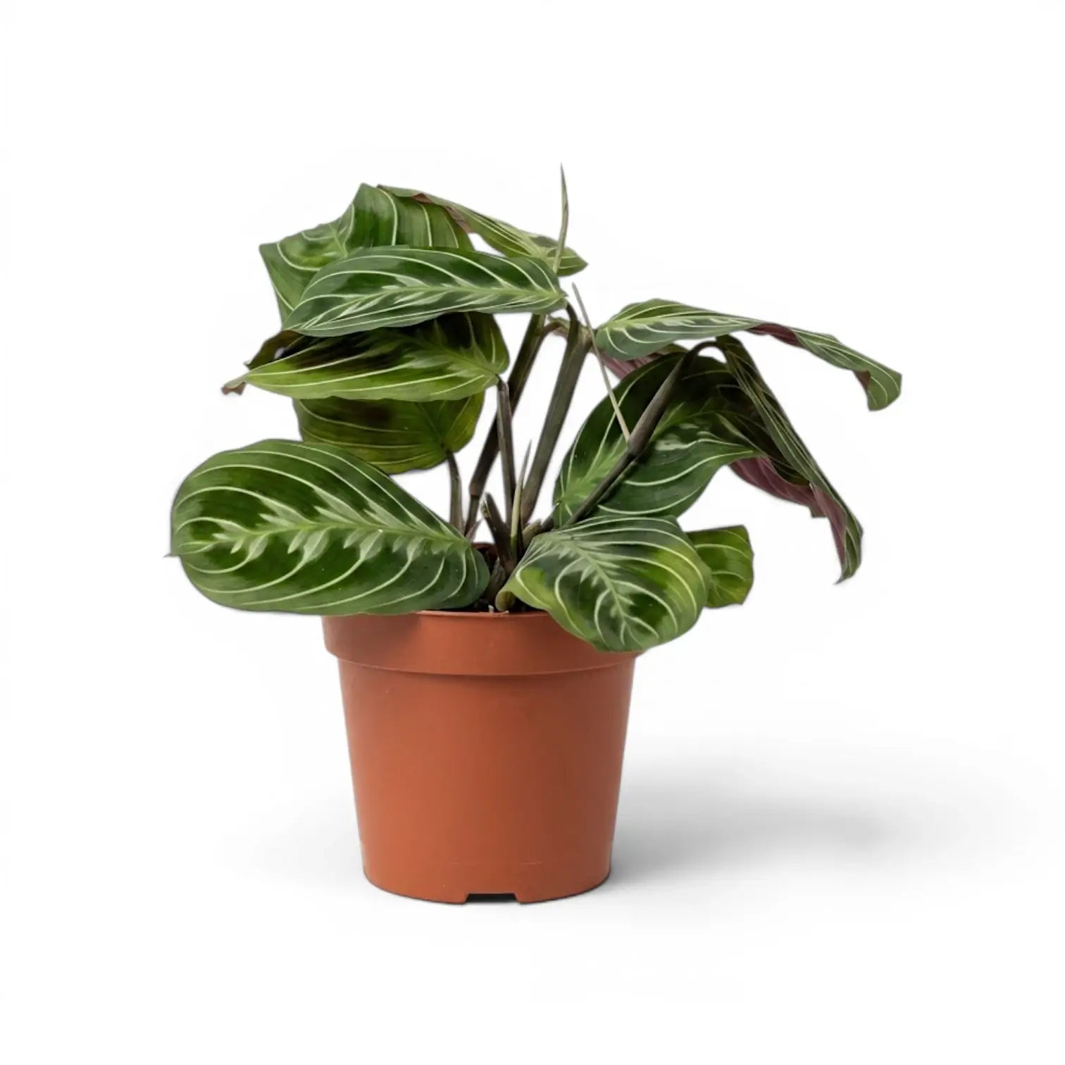 Maranta Cat Moustache prayer plant in a nursery pot
