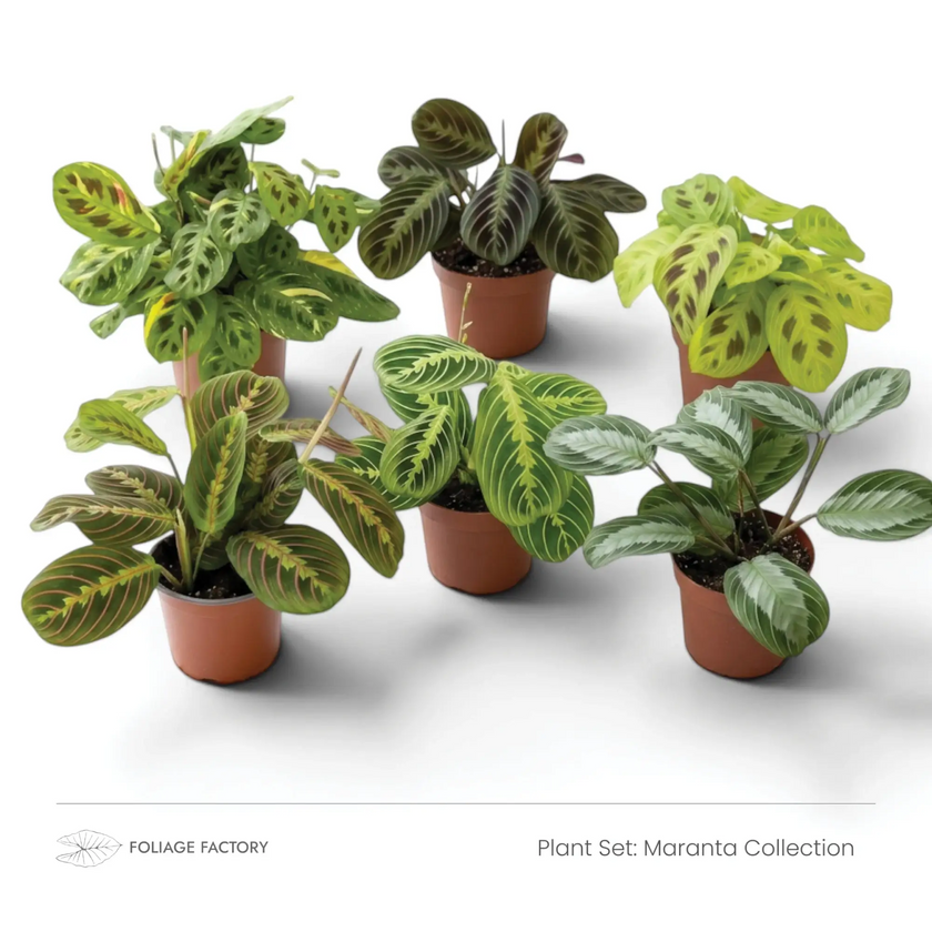 Maranta Collection plant set with six patterned Maranta plants in individual nursery pots