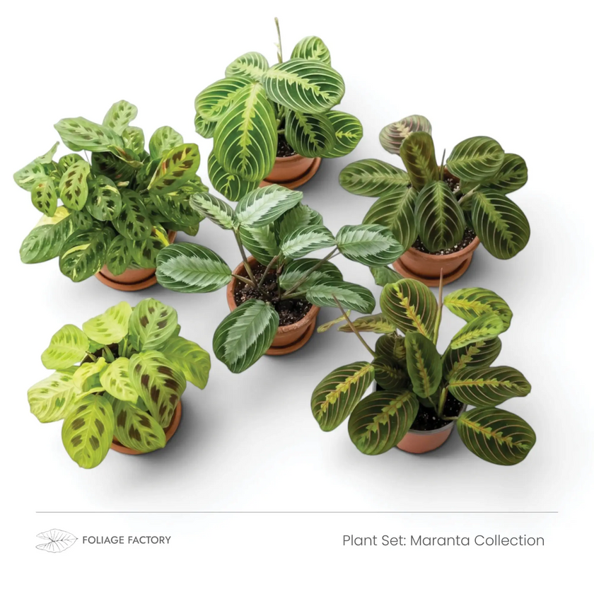 Maranta Collection plant set with six patterned Maranta plants viewed from above